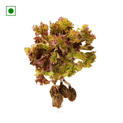 Hydroponic Lettuce Lollo Rosso, 1 Unit Loose