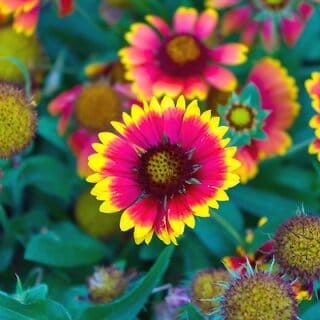 M-Tech Gardens Rare Hybrid Gaillardia " Aristata Mix " Exotic 20 Seeds for Growing