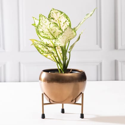 Artistic Planter With Stand - Set of 2-Gold - Set of 2