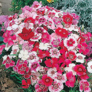 M-Tech Gardens Rare Hybrid Dianthus " Baby Doll Mixed " Exotic 50 Seeds for Growing