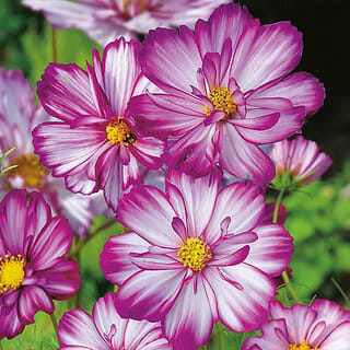 M-Tech Gardens Rare Hybrid Cosmos " Sweet Kisses  " Exotic 30 Seeds for Growing