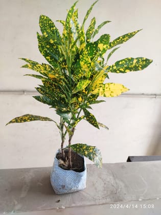 SNEHA HYDROPONICS Croton Plant Ht.1'5Ft