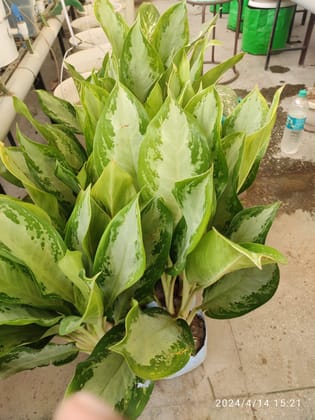 SNEHA HYDROPONICS Difenenbacheia Ht.1'5Ft