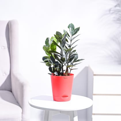 Zamia ZZ Black Plant-Yellow / Krish