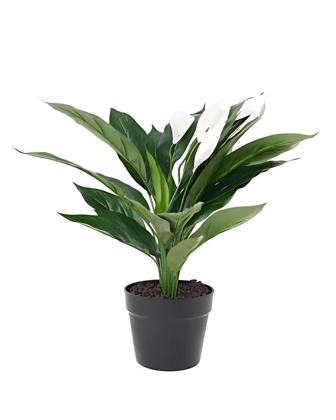 Peace Lily (Spathiphyllum)-Large