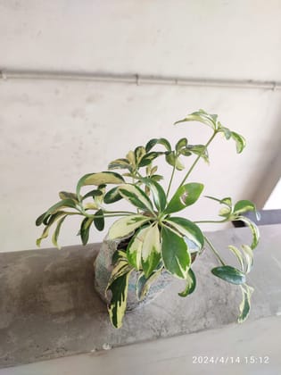 SNEHA HYDROPONICS Scheflera Plant Ht.1Ft