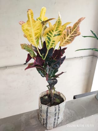 SNEHA HYDROPONICS Sanfrancisco plant Ht.1'5Ft