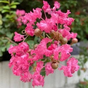 Furush Flowers Plant (Pink Colour)
