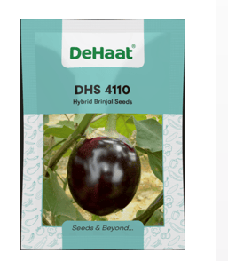 DHS 4110 HYBRID BRINJAL SEEDS