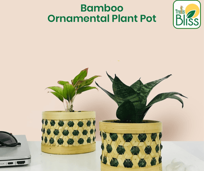 Trellis Bliss 5″ Bamboo Ornamental Plant Pot