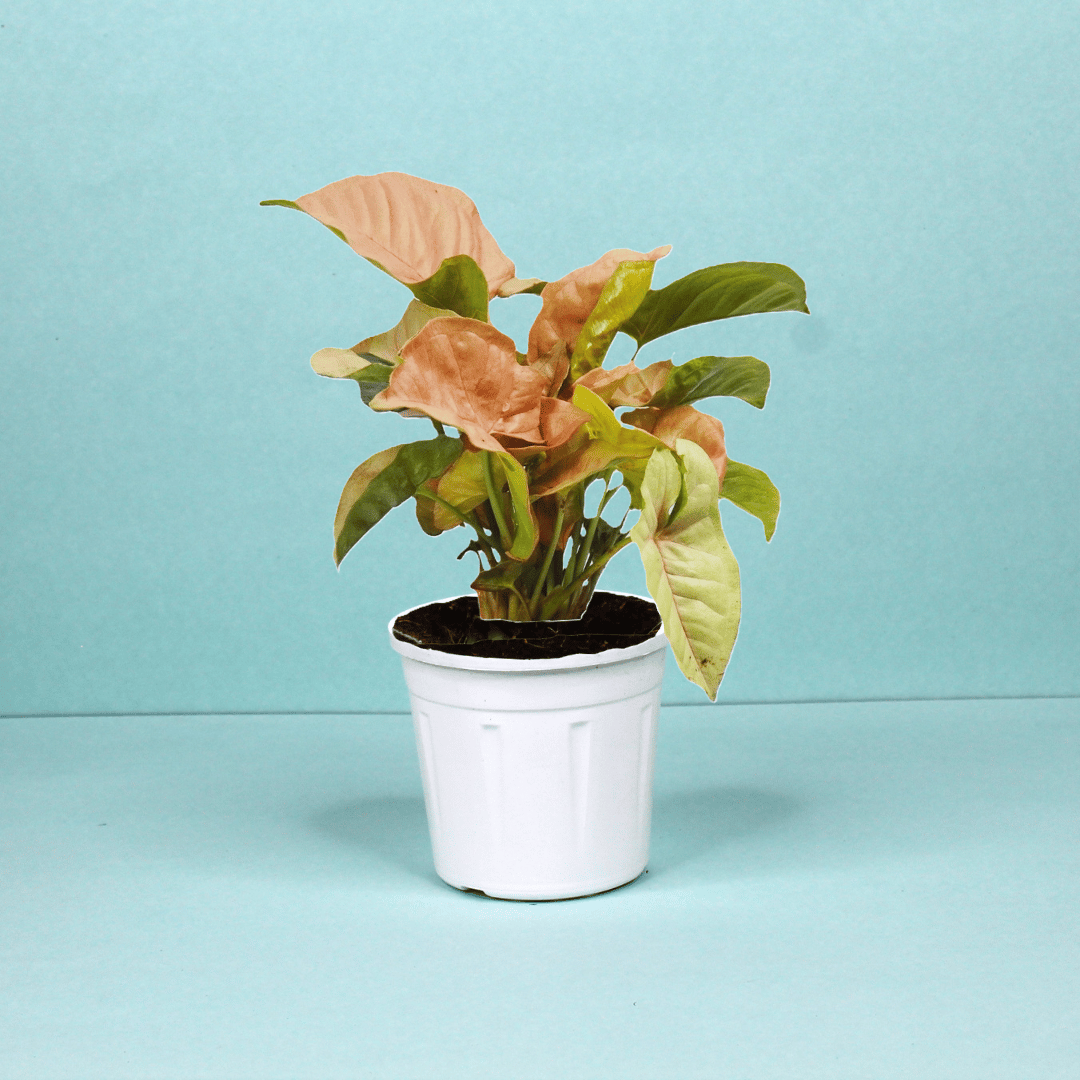 Syngonium Pink Neon Plant-Grow Pot / White