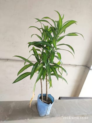 SNEHA HYDROPONICS Lucky Bamboo Plant Ht.1'5Ft