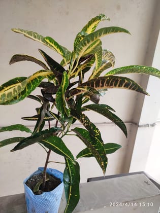 SNEHA HYDROPONICS Croton Plant Ht. 1'5Ft