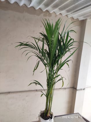 SNEHA HYDROPONICS Areca Palm Ht. 2 Ft
