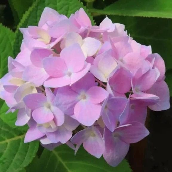 Hybrid Hydrangea Plant For Gardening