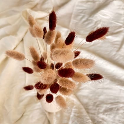 Beige Bunny Tail Preserved Natural Flowers-Without Milk Jug Vase
