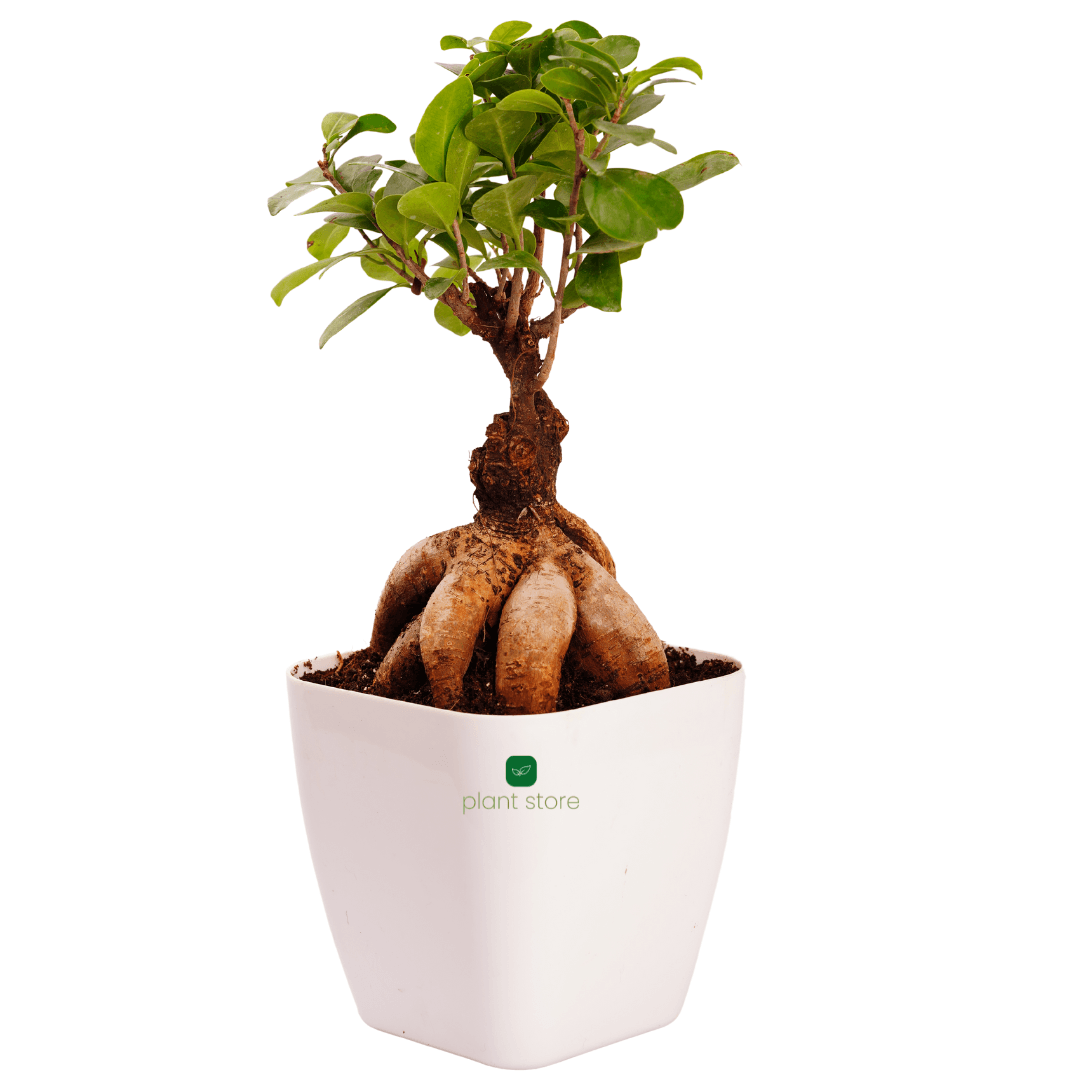 Ficus Ginseng Bonsai Plant-4-5 Years