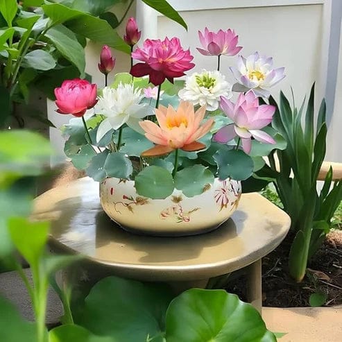 Bonsai Japanese Lotus Seeds (50 Premium Seeds)
