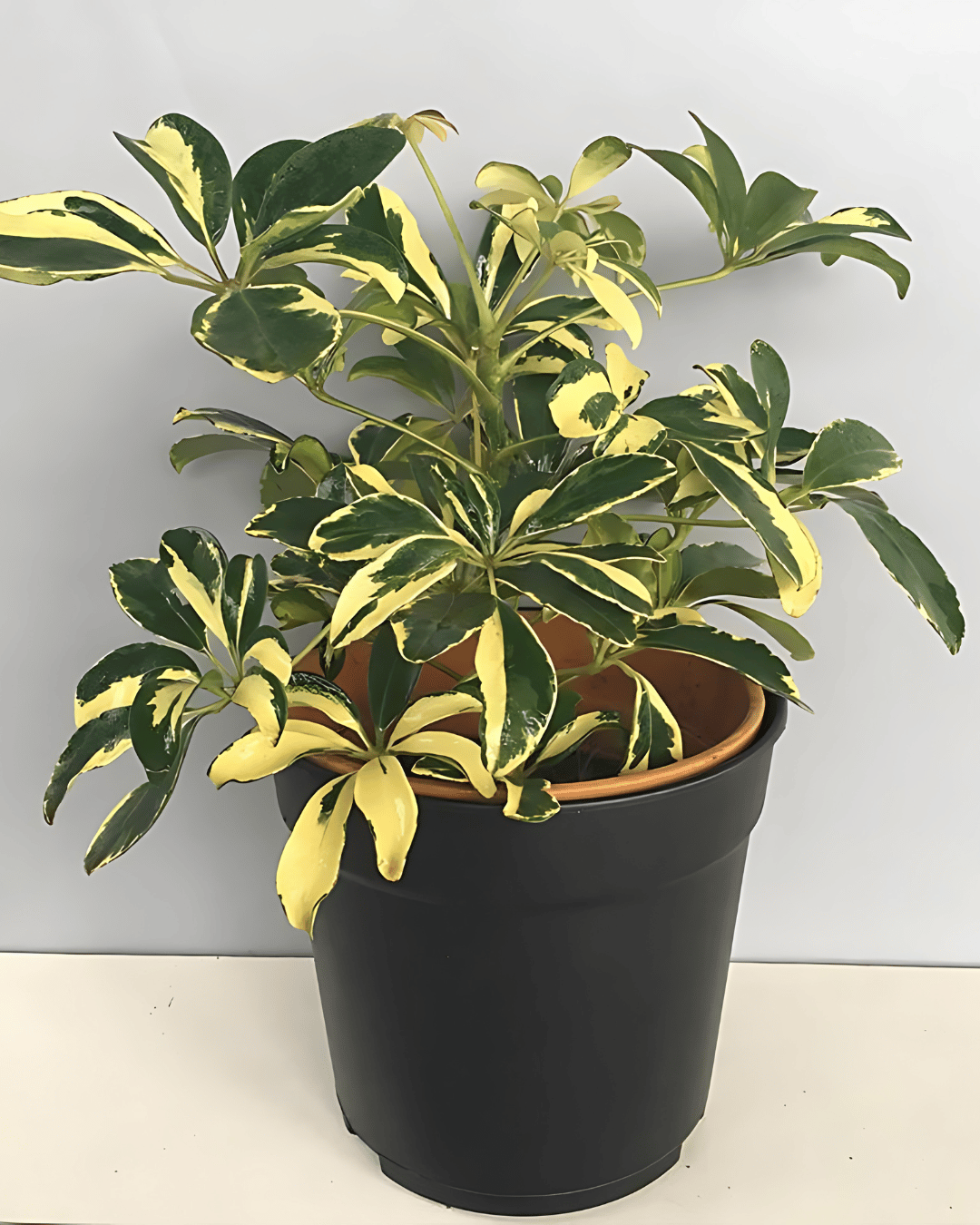 Schefflera Arboricola Trinette, Umbrella Plant – Variegated with Pot-Small