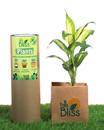 Dieffenbachia Lemon