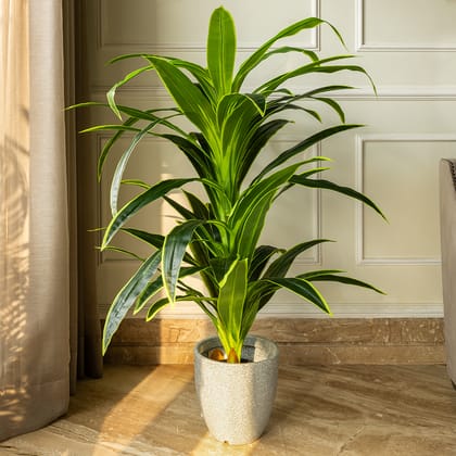 Botanic Beauty Dracaena Lemon Lime Artificial Plant (4.5 Feet)-Available / PVC / Height - 54 Inches