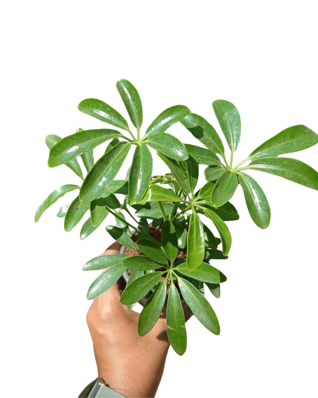 Schefflera Green Plant with Pot-Small