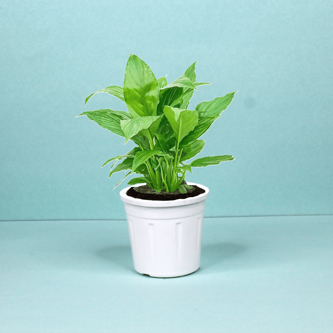 Peace Lily Plant-Grow Pot / White