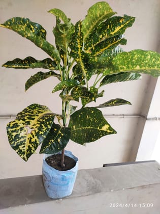SNEHA HYDROPONICS Lucky Bamboo Plant Ht.1'5Ft