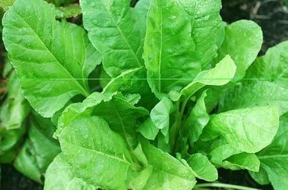 NSC Palak All Green variety, 250 gram T/L seed